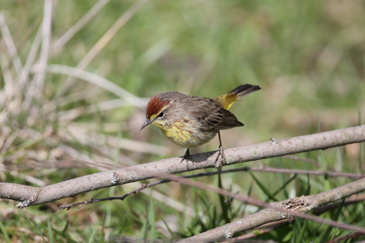 Palm Warbler - Ron Sempier