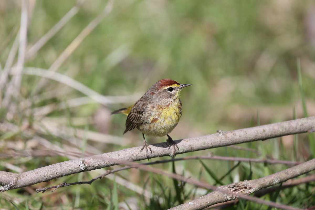 Paruline à couronne rousse - ML97159481