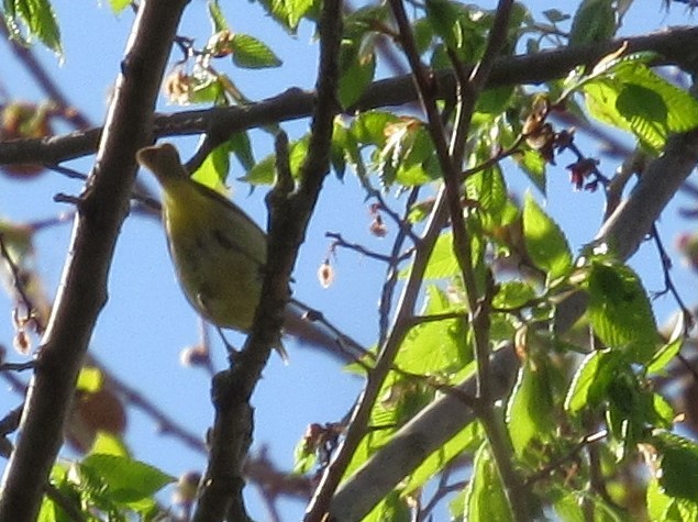 tanımsız Parulidae sp. - ML97160771