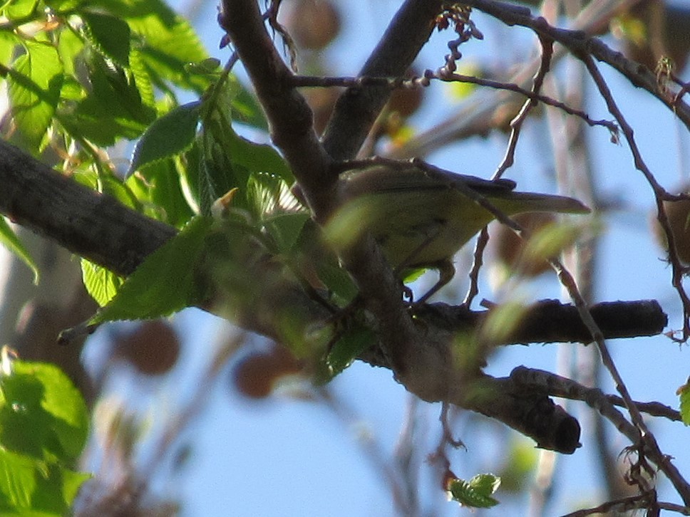 tanımsız Parulidae sp. - ML97160791