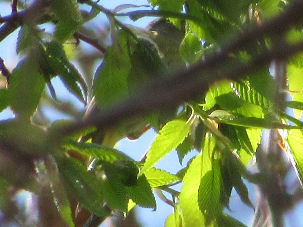 tanımsız Parulidae sp. - ML97160851