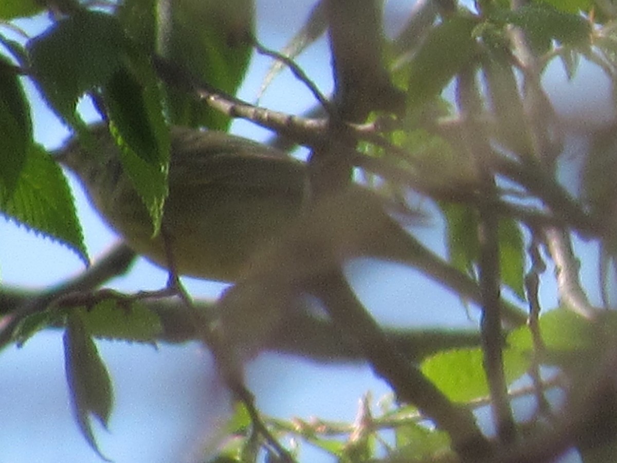 tanımsız Parulidae sp. - ML97160901