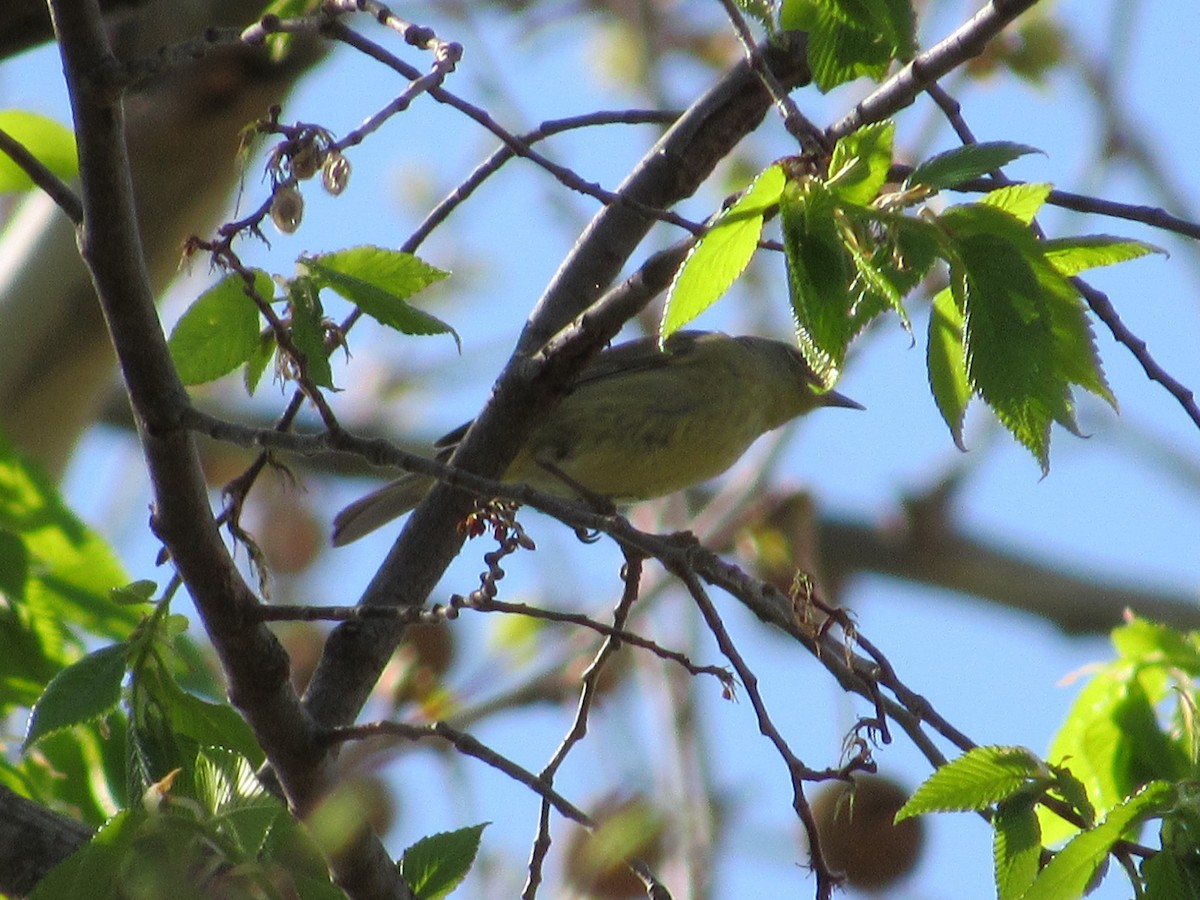 tanımsız Parulidae sp. - ML97160921