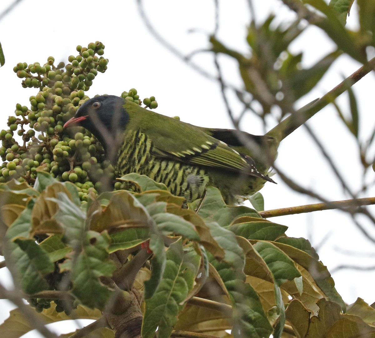 Barred Fruiteater - ML97161021