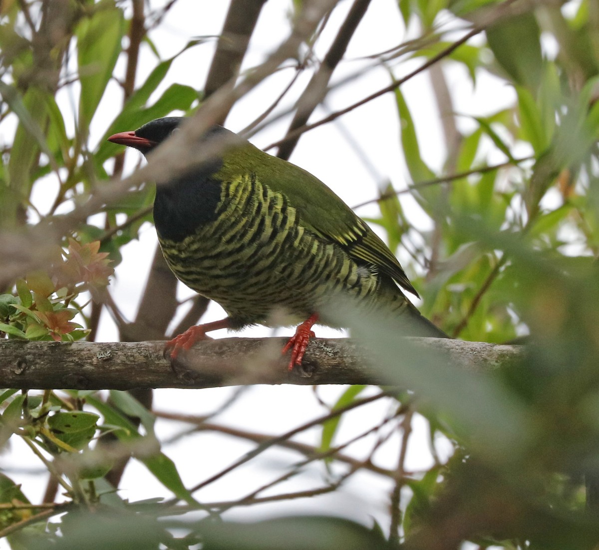 Barred Fruiteater - John Bruin