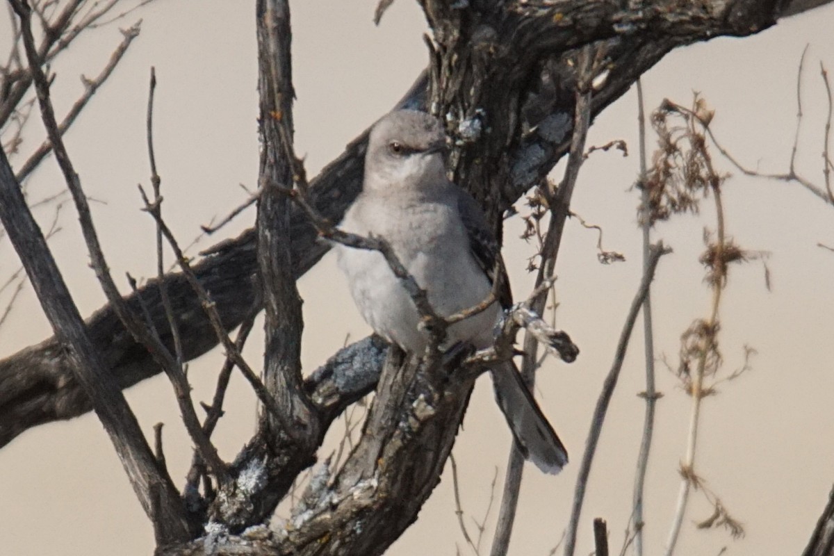Northern Mockingbird - ML97161691