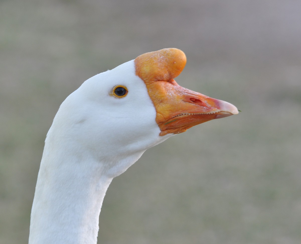 Domestic goose sp. (Domestic type) - ML97161961