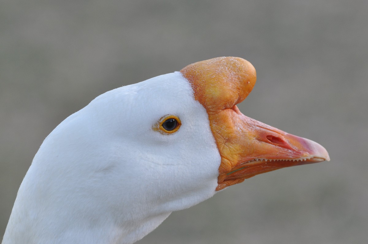 Domestic goose sp. (Domestic type) - ML97162081