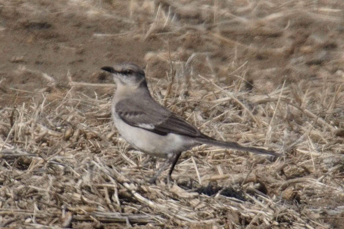 Northern Mockingbird - ML97162101