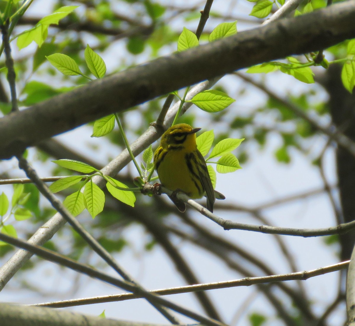 Prairie Warbler - ML97162181