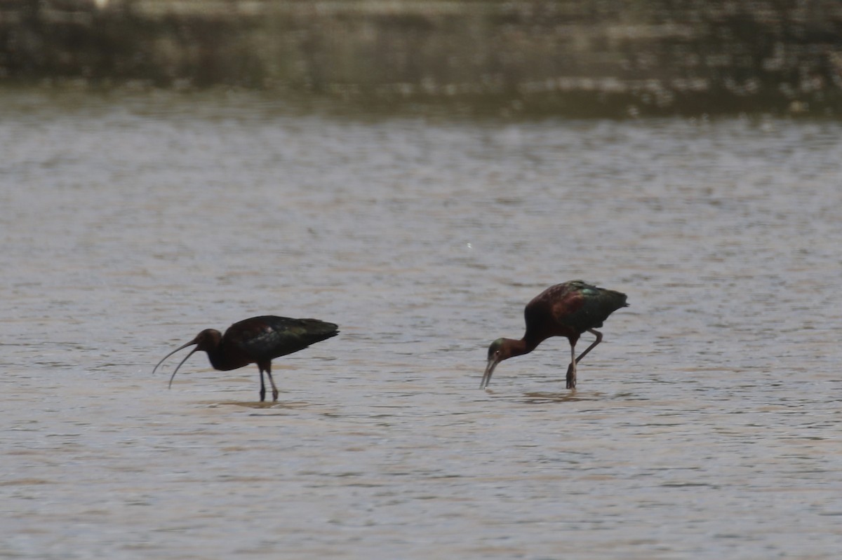 White-faced Ibis - ML97162451