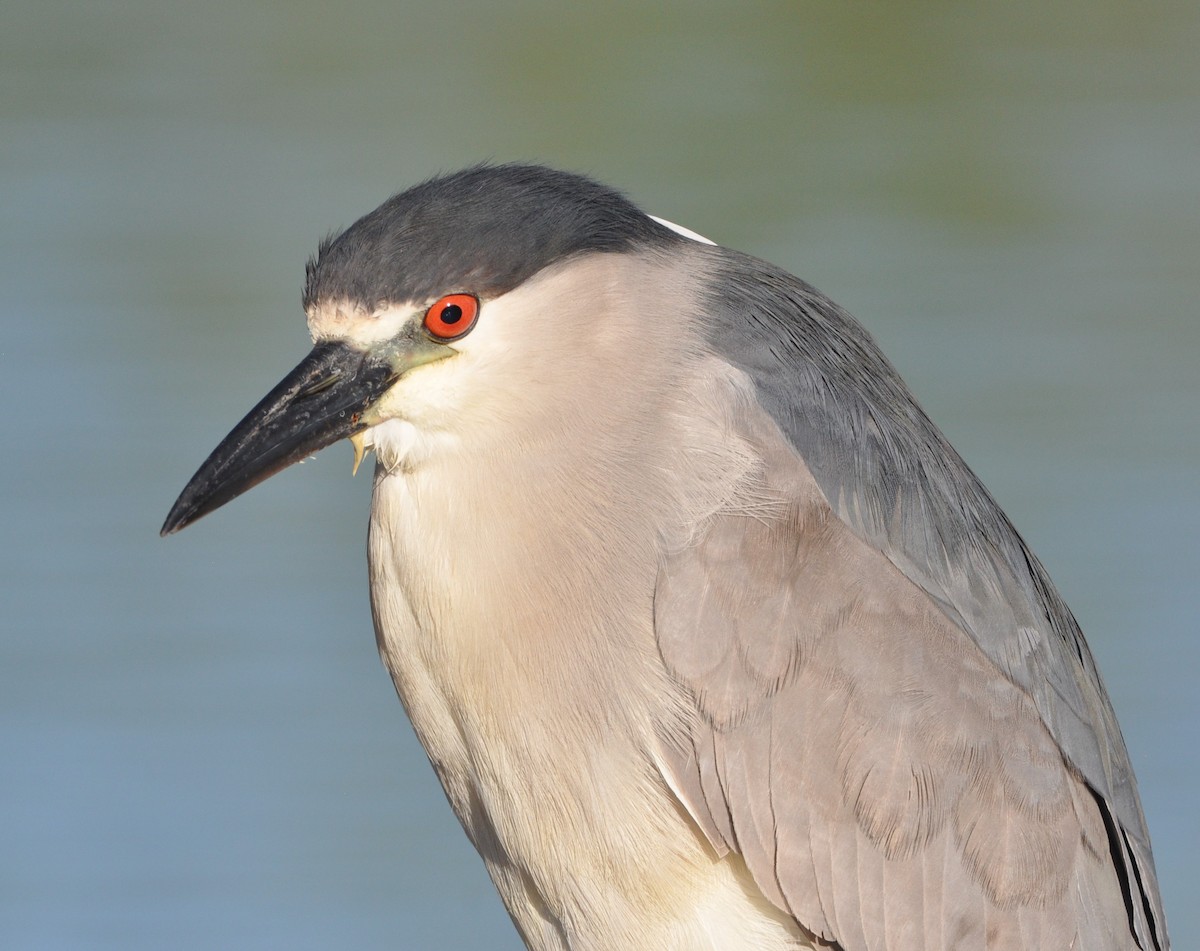 Black-crowned Night Heron - ML97162591