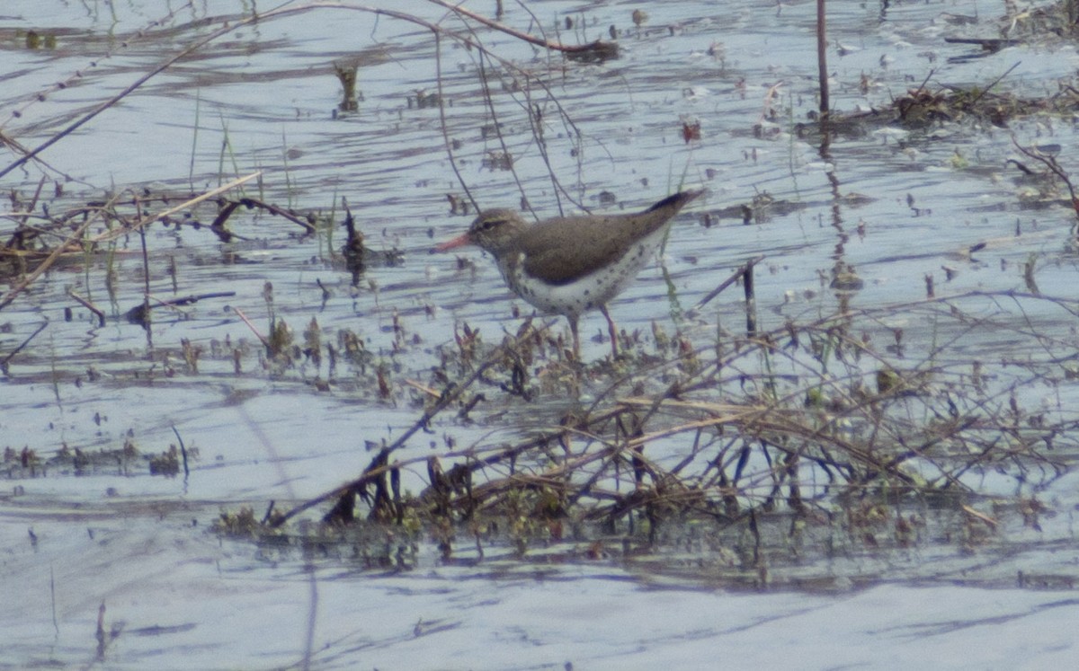 Spotted Sandpiper - tony masso