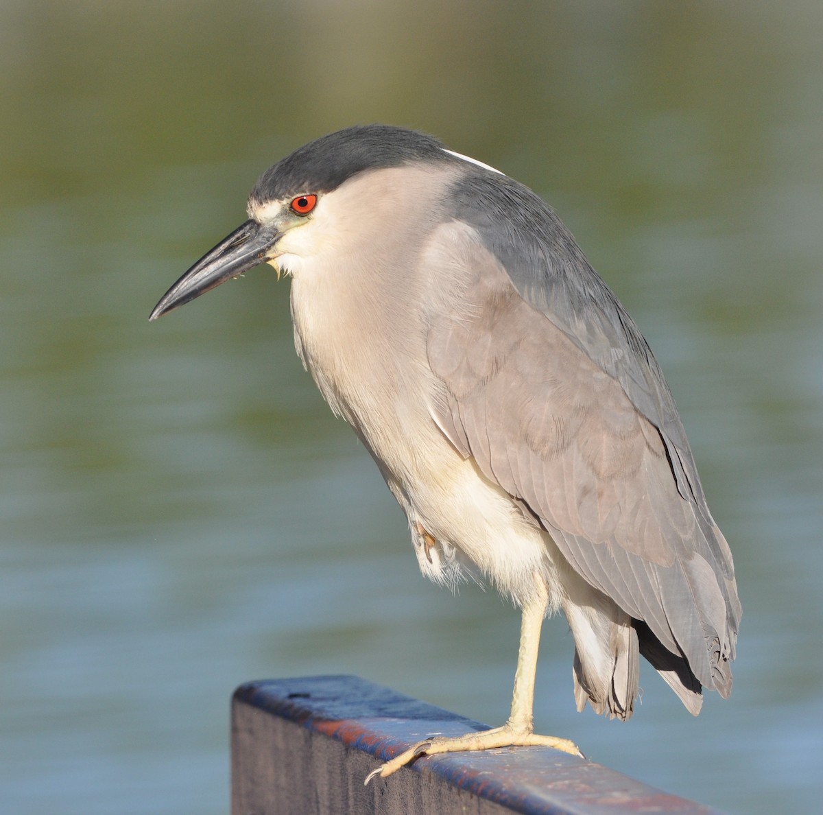 Black-crowned Night Heron - ML97162671