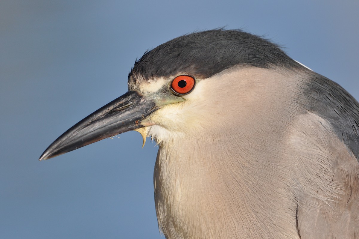 Black-crowned Night Heron - ML97162811