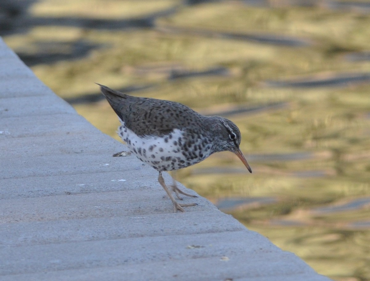 Spotted Sandpiper - ML97163281