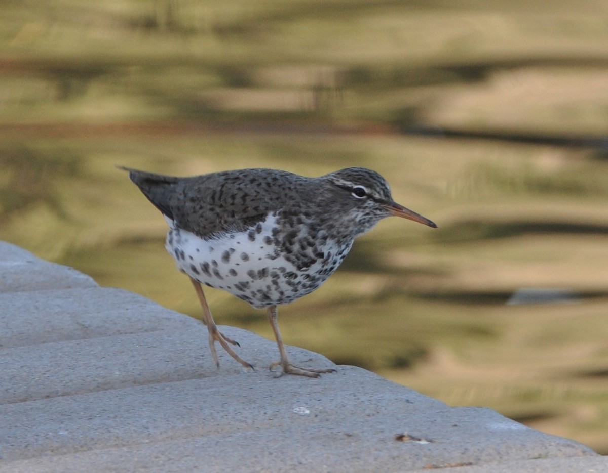 Spotted Sandpiper - ML97163381