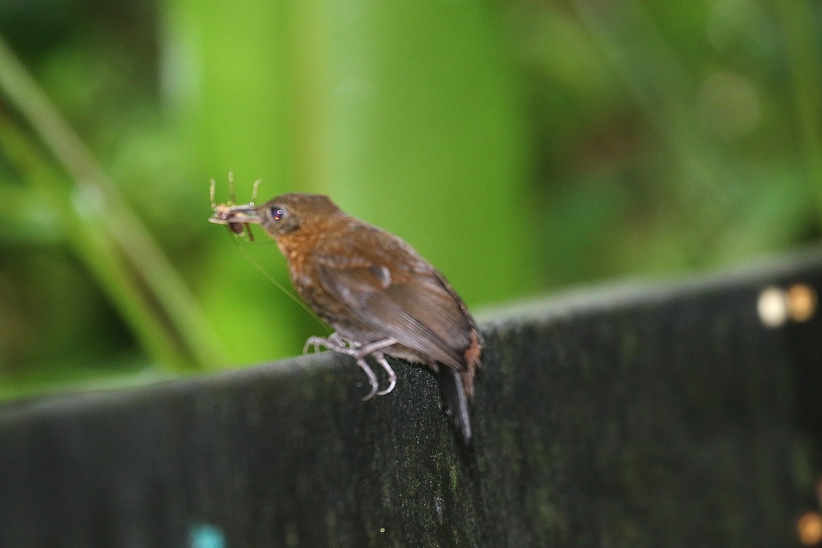 Middle American Leaftosser - ML97163451