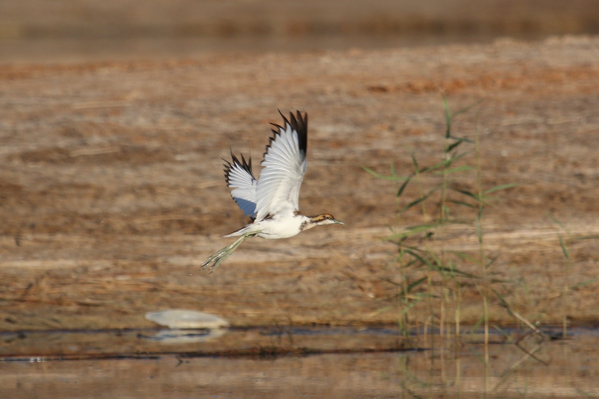 Pheasant-tailed Jacana - ML97163591