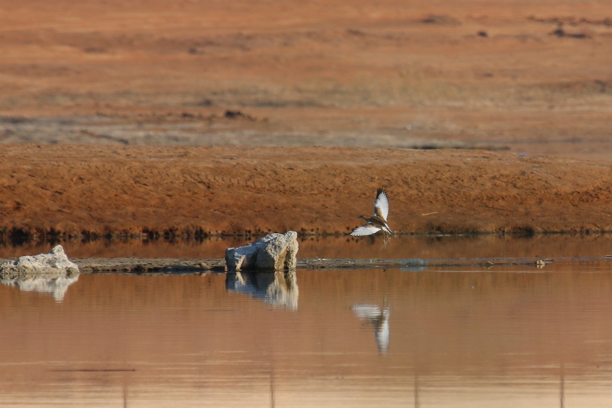 Pheasant-tailed Jacana - ML97163651