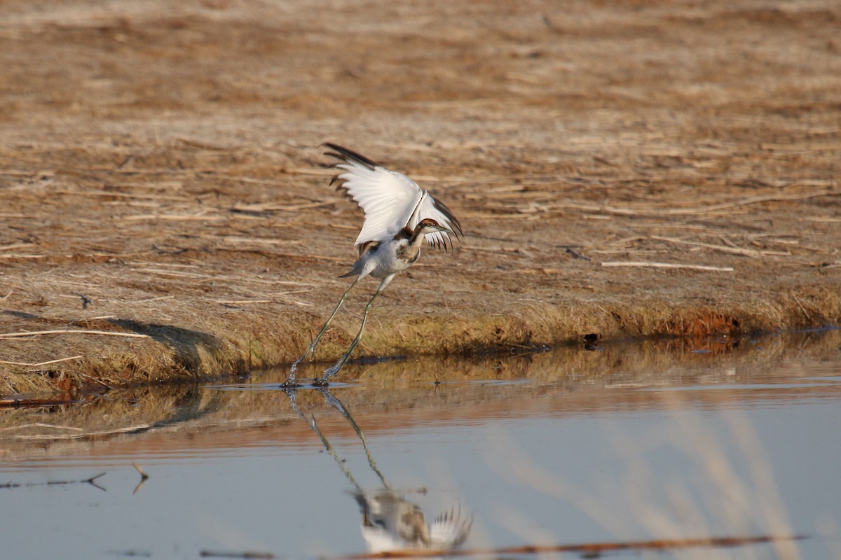 Pheasant-tailed Jacana - ML97163691