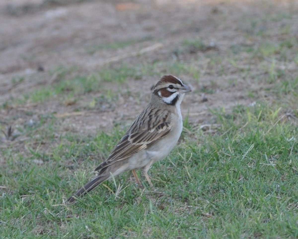 Lark Sparrow - ML97164021