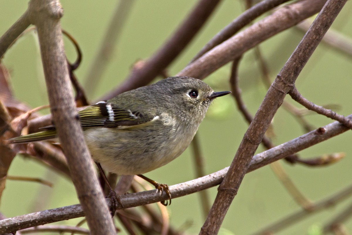 Золотомушка рубіновочуба - ML97164091