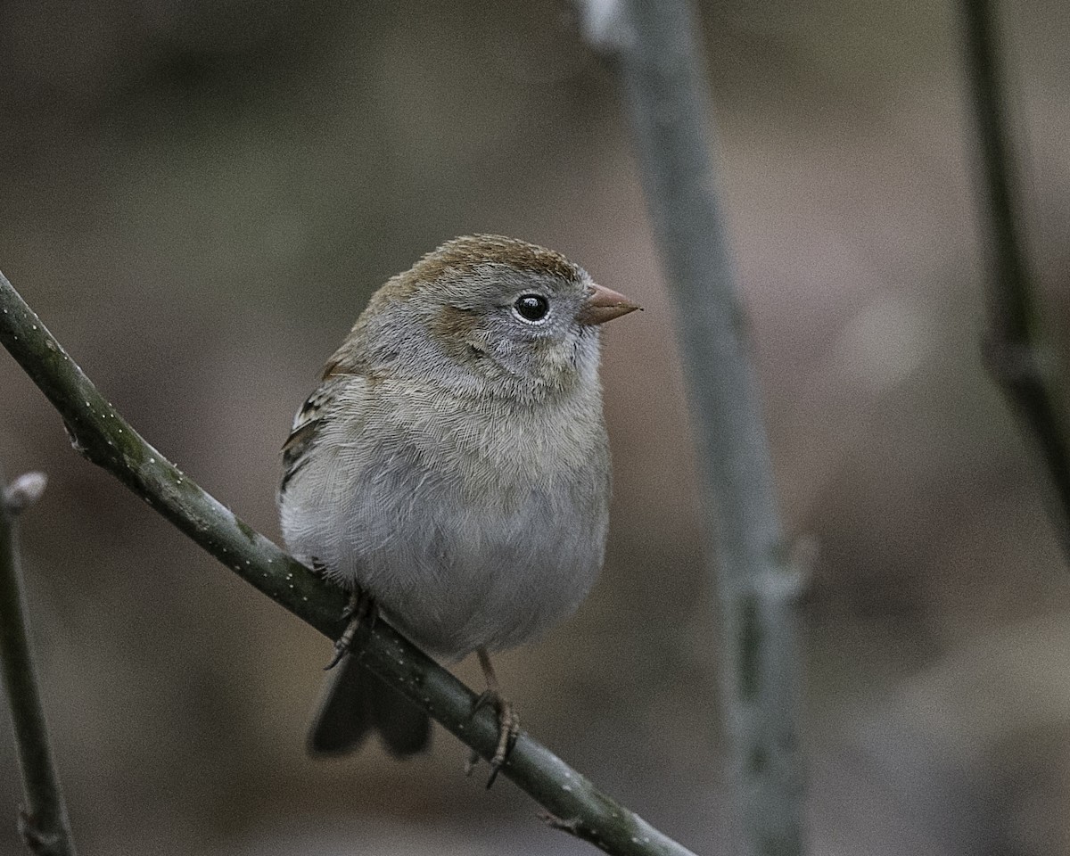 Field Sparrow - ML97164251