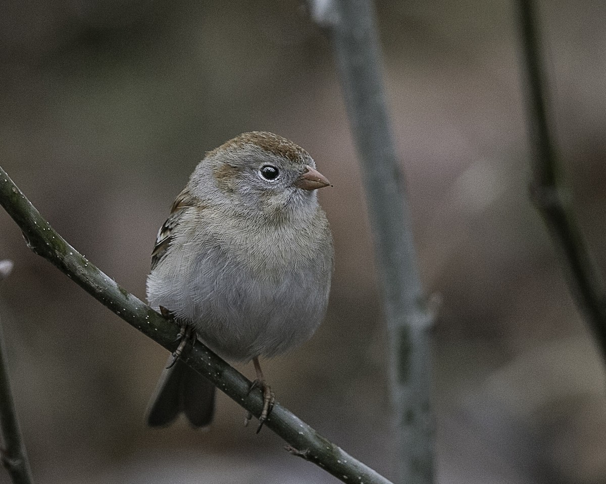 Field Sparrow - ML97164261