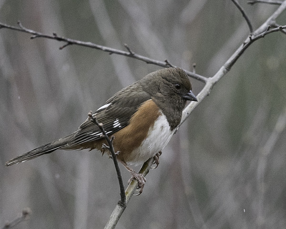 Eastern Towhee - ML97164451