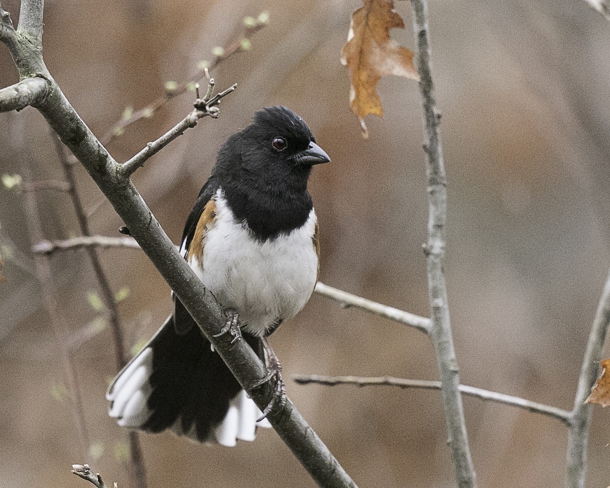 Eastern Towhee - ML97164481