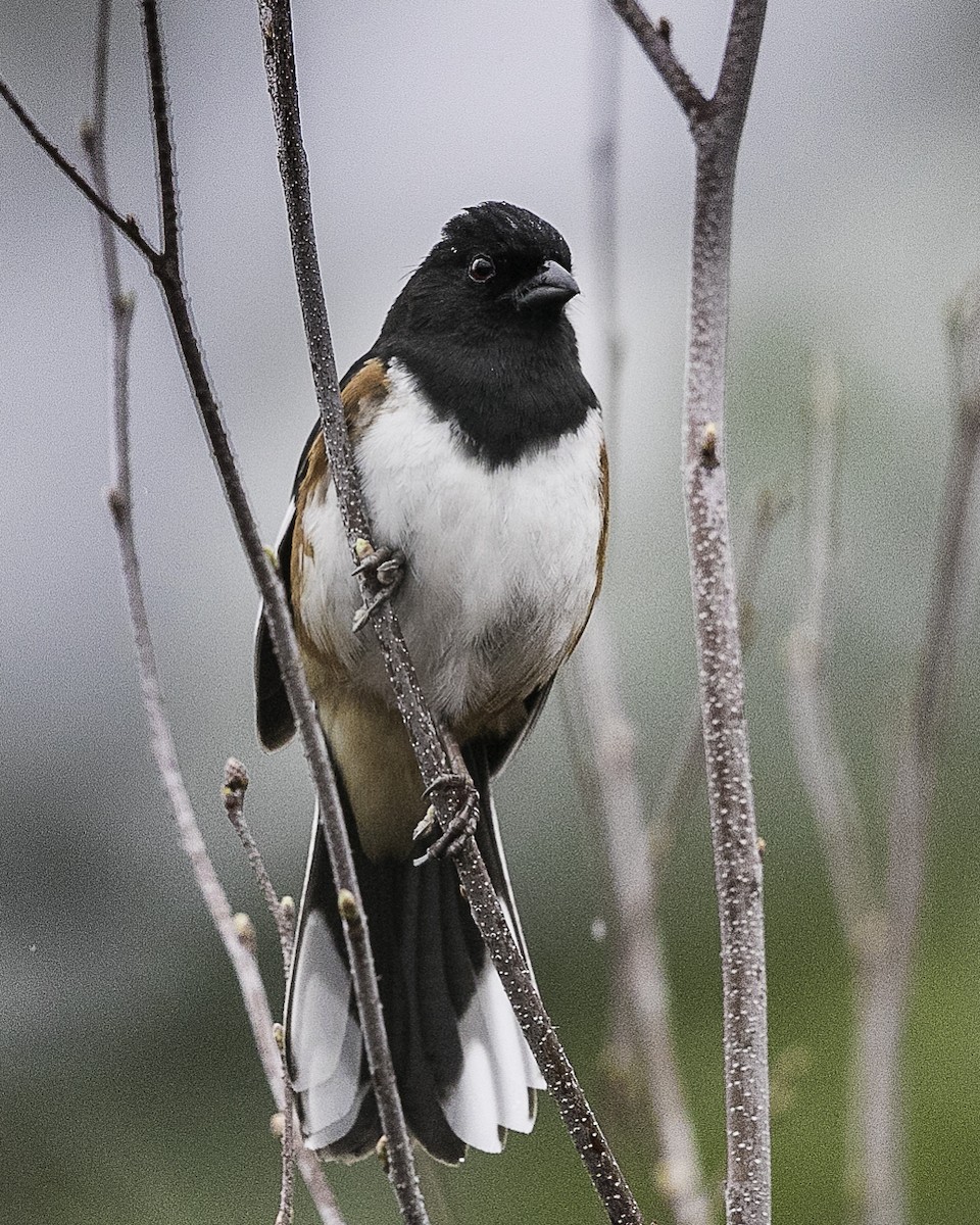 Eastern Towhee - ML97164521