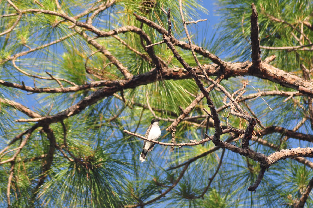 Eastern Kingbird - ML97164531