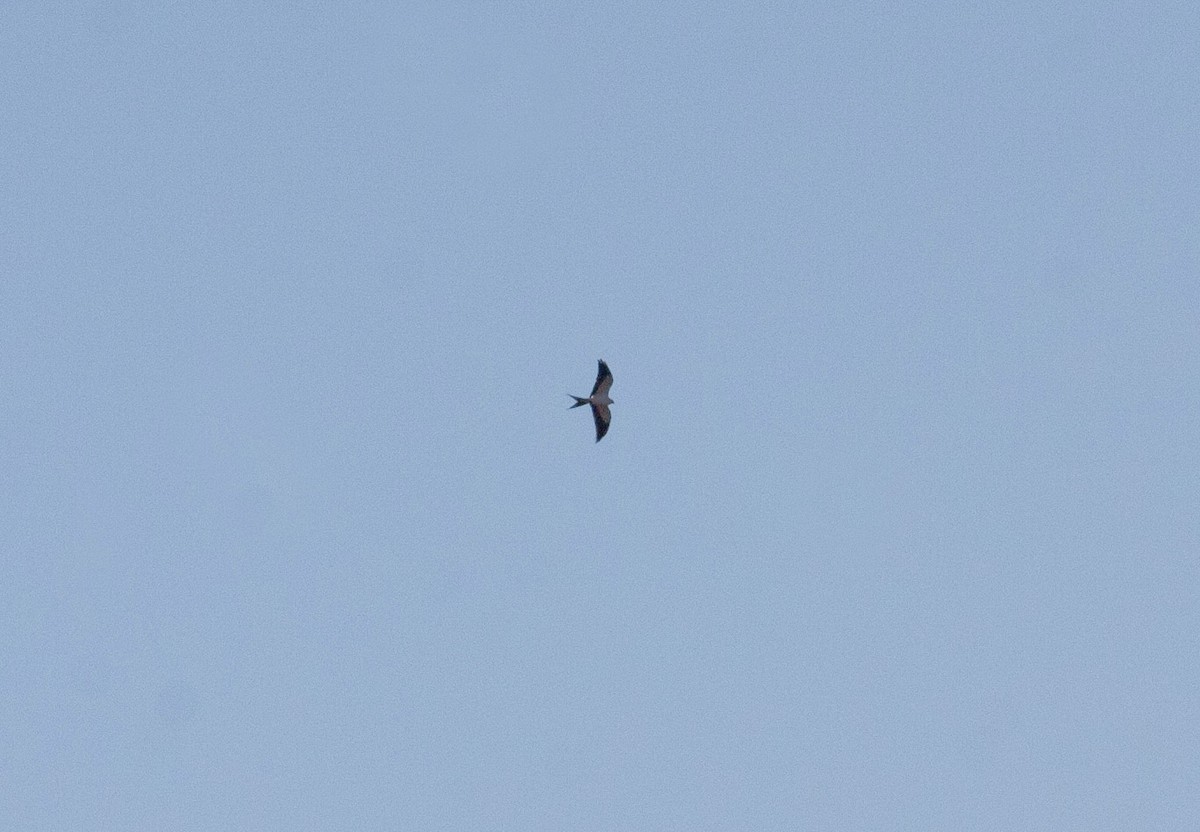 Swallow-tailed Kite - ML97165101