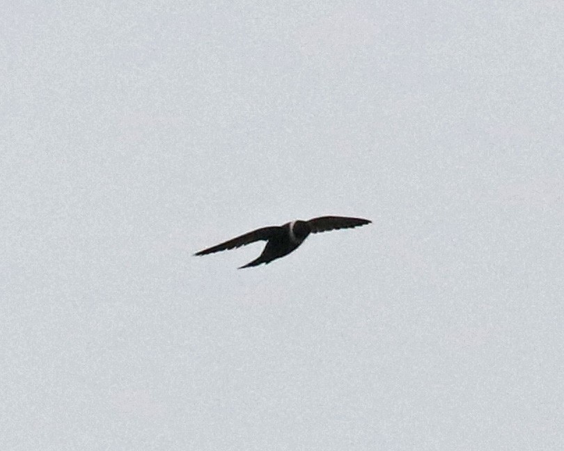 White-collared Swift - ML97166181