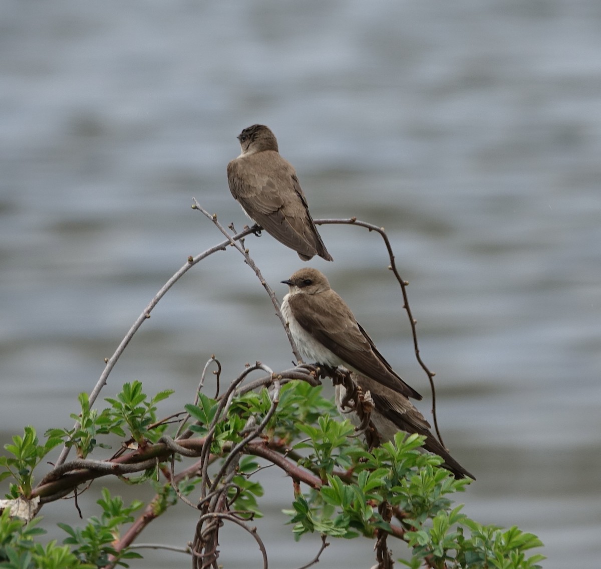 Northern Rough-winged Swallow - ML97166481