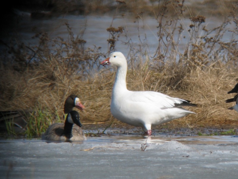 Snow Goose - ML97166951