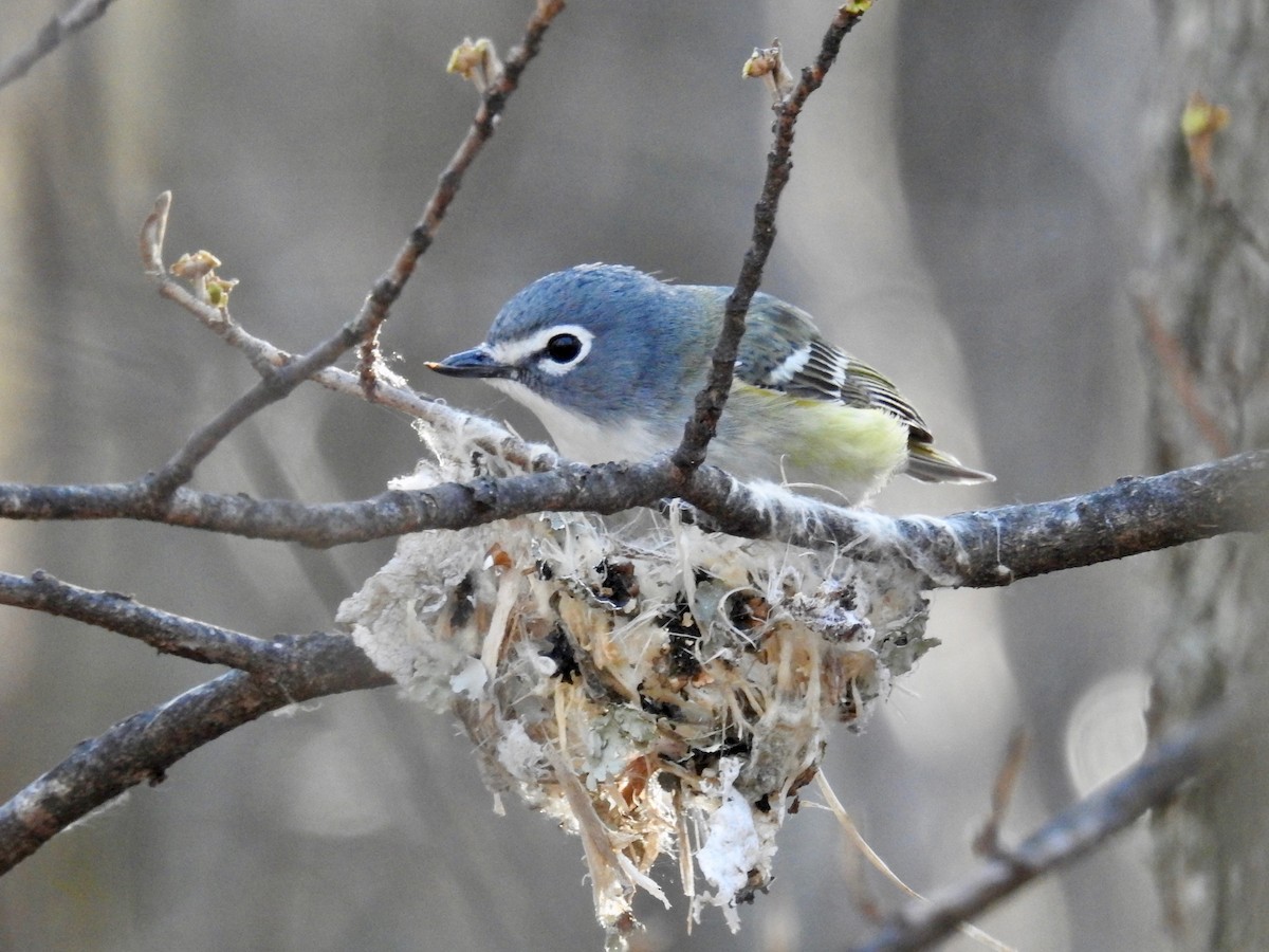 Blue-headed Vireo - Joe Coppock