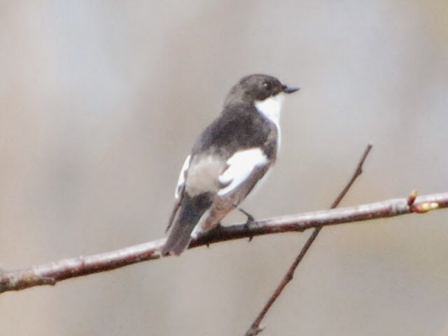 European Pied Flycatcher - ML97168511