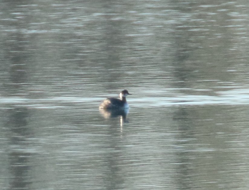 Eared Grebe - ML97170271