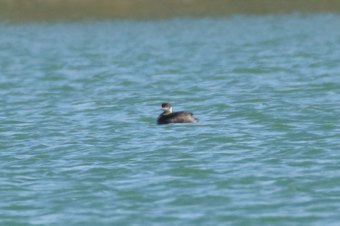 Eared Grebe - ML97170291