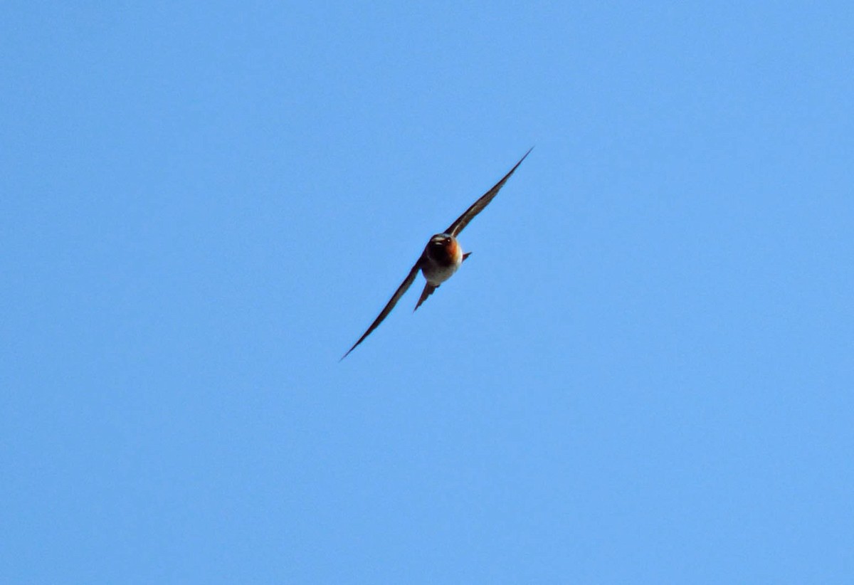 Cliff Swallow - ML97170631