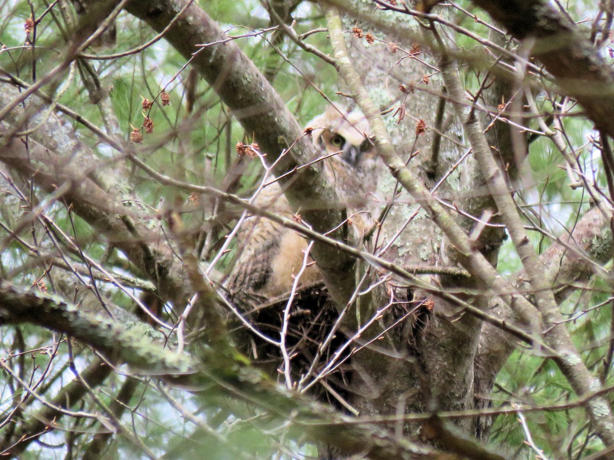 Great Horned Owl - ML97171181