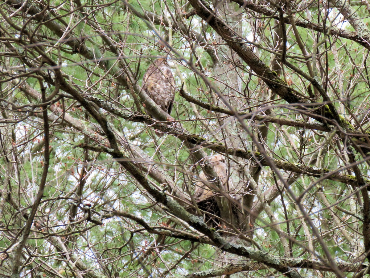 Great Horned Owl - ML97171211