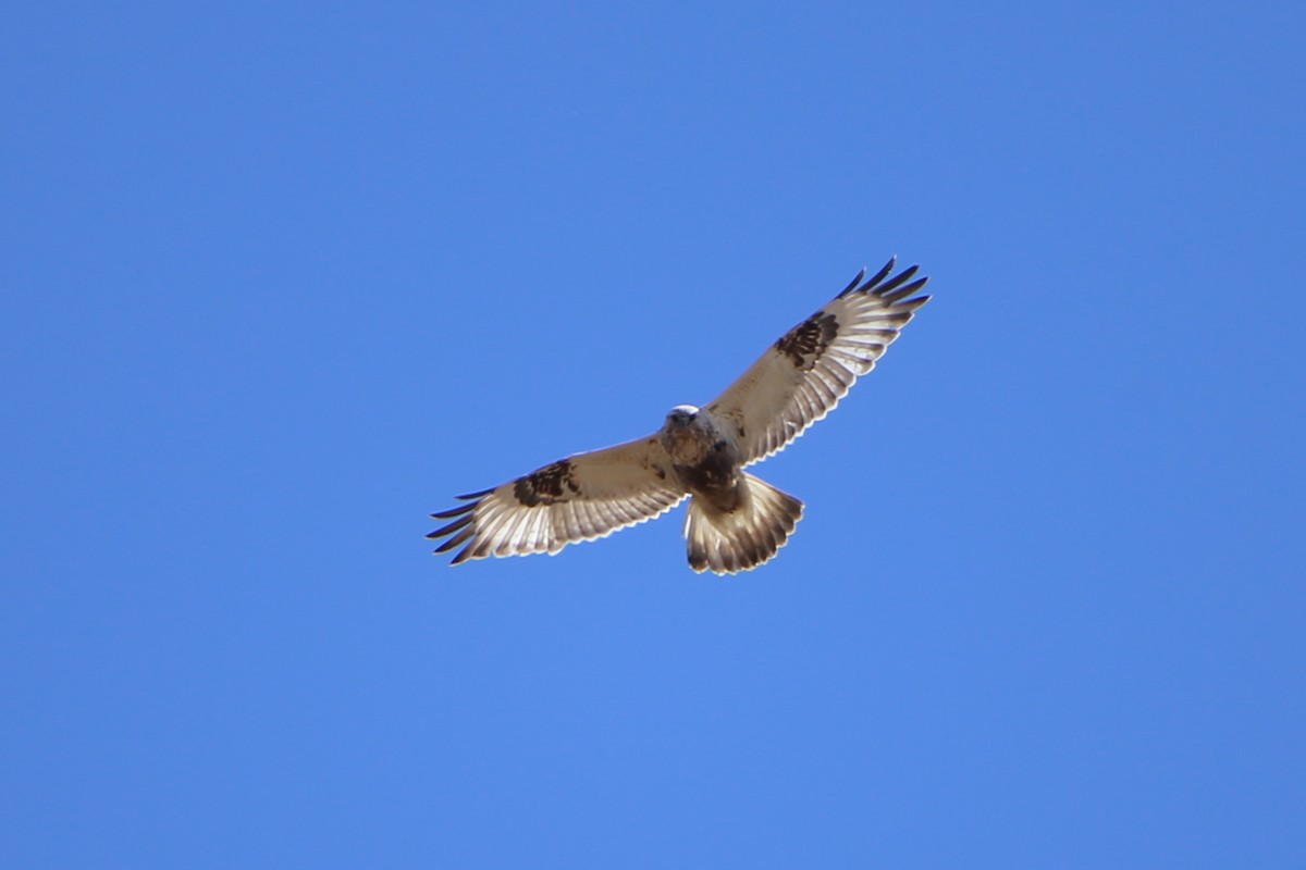 Rough-legged Hawk - ML97172271