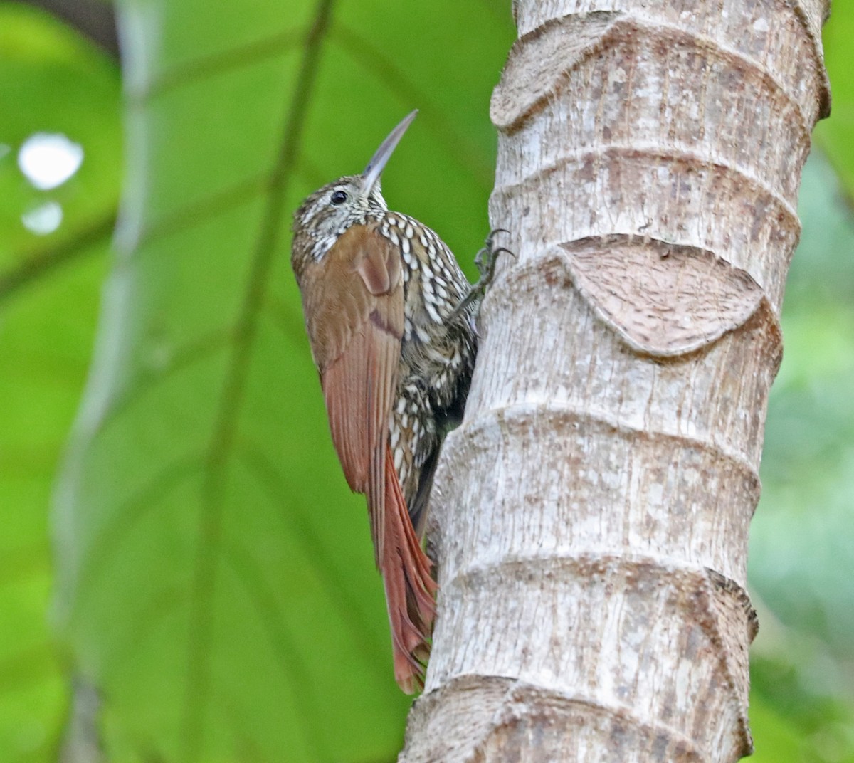 Montane Woodcreeper - ML97172961