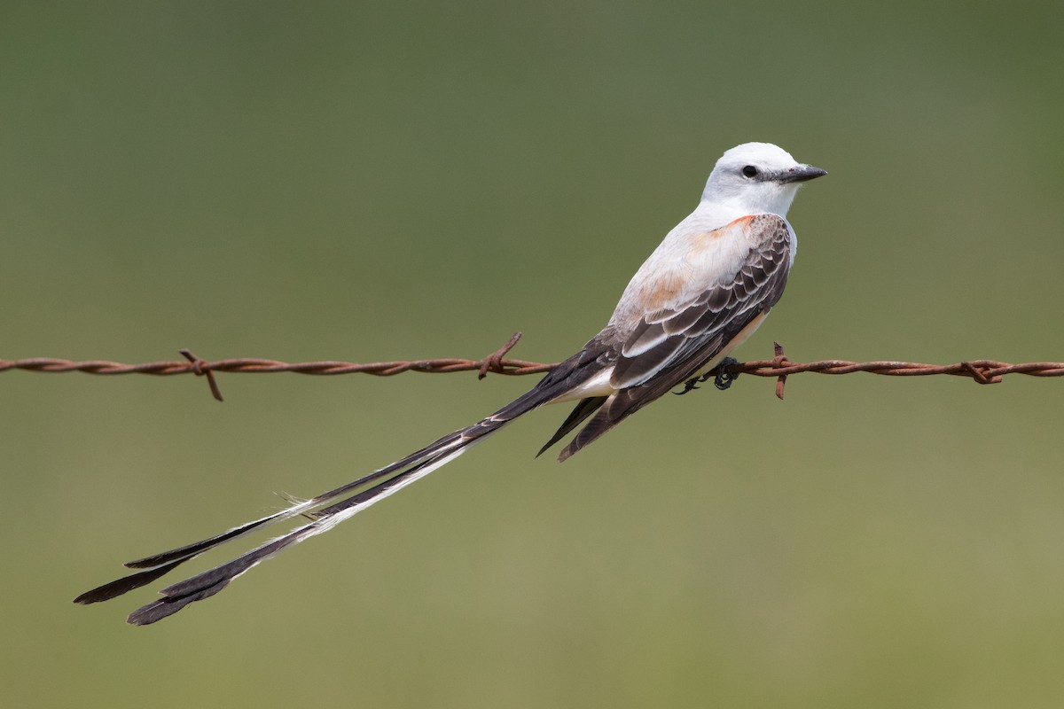 Scissor-tailed Flycatcher - Lucas Bobay