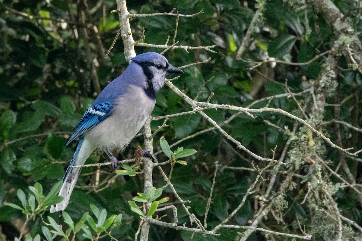 Blue Jay - Bob & Bettina Arrigoni