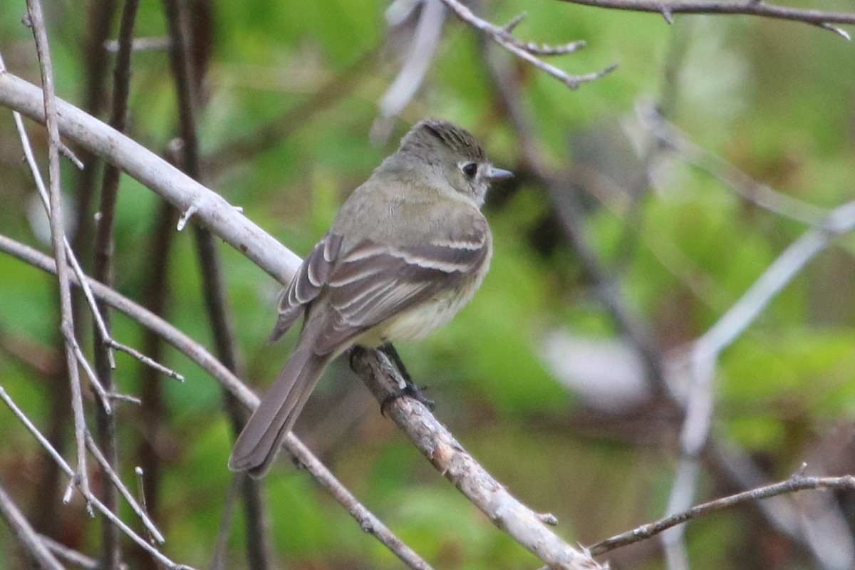 Dusky Flycatcher - ML97174901