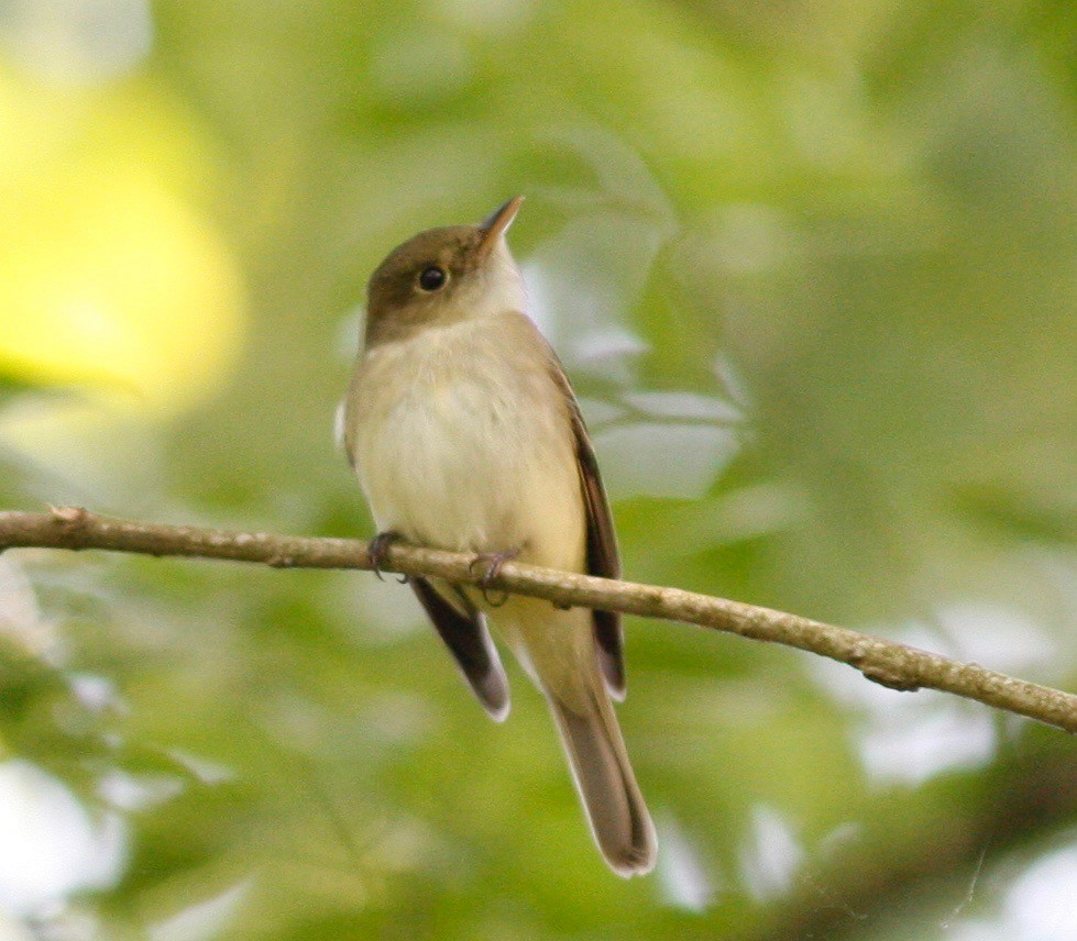 Acadian Flycatcher - Andre Moncrieff